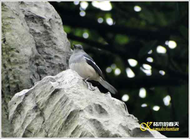 拍鈥湸淠疋澕恰菊掌
