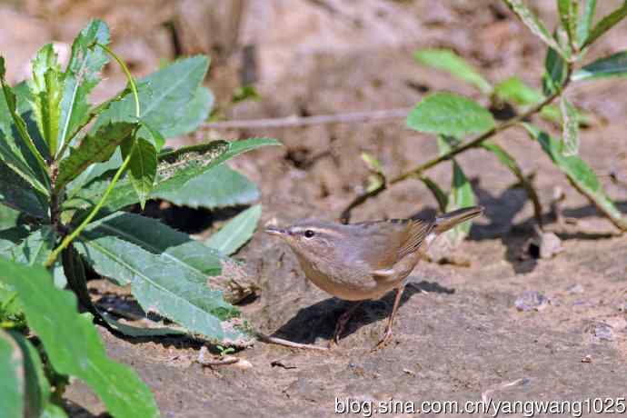 褐柳莺(9) 褐柳莺(9)