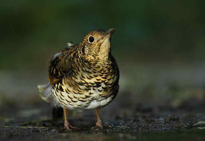 虎斑地鸫夜色中现身 wbr神坛威名依旧
