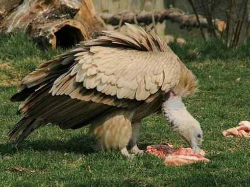 鸟类之最：高山兀鹫