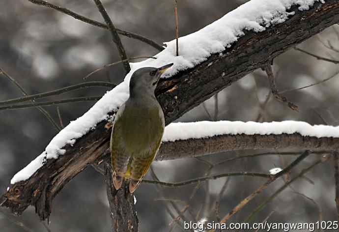 灰头绿啄木鸟（雌性）