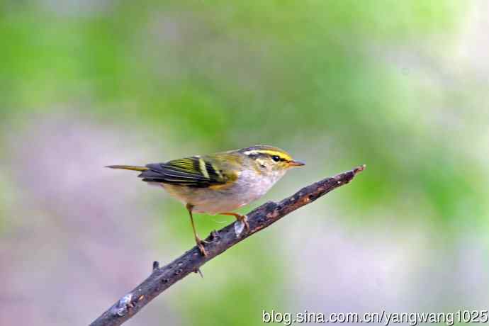 黄腰柳莺（21）