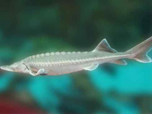 鱼类活化石：中华鲟