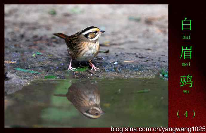 白眉鹀（4）