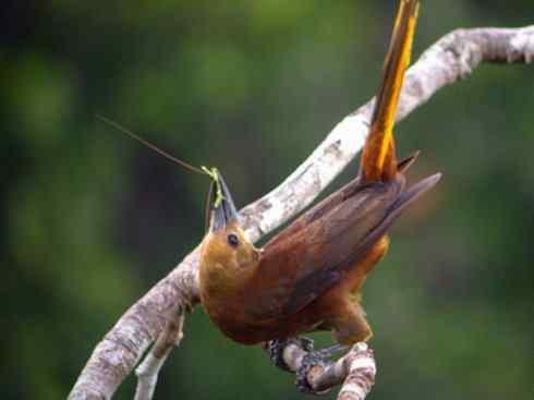 奇特的盔：拟椋鸟