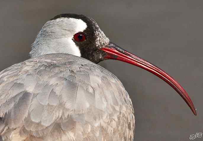 又见鹮(huán )嘴鹬(yù)