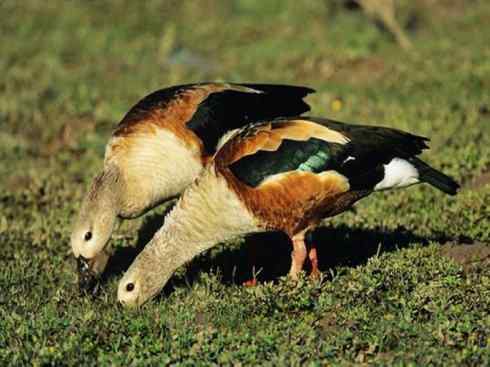 欣赏:美丽的草雁 欣赏:美丽的草雁