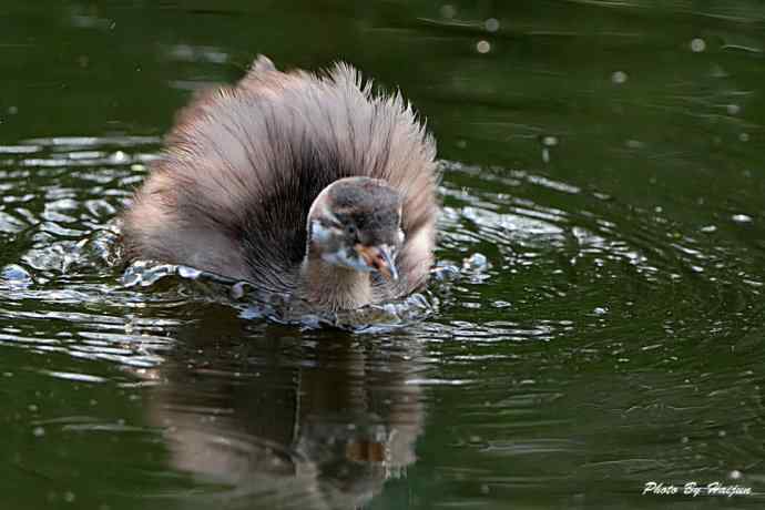 鸟鸟平等 wbr wbr决不搞鸟族歧视