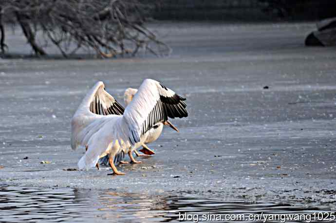 冰上鹈鹕舞 冰上鹈鹕舞