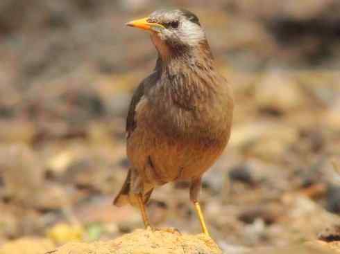 家禽驯化之源之二十三