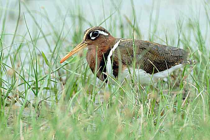 再上衡水湖 wbr续拍明星鸟