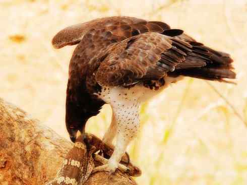 天生猎手：非猛禽类猎手之二（雀鸟也是屠夫——伯劳）