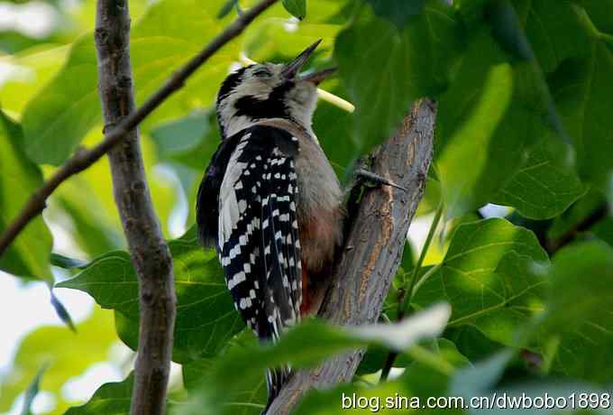 这只大斑比较二