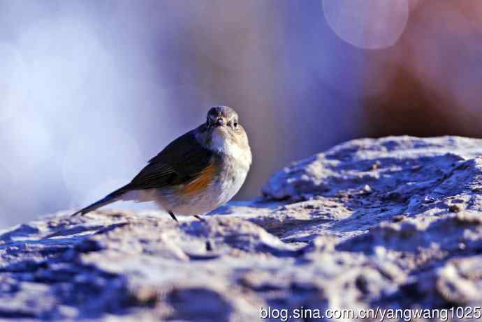 雌性红胁蓝尾鸲(36)