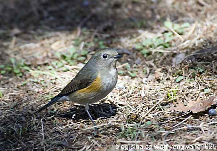 自然和谐的日坛公园（雌性红胁蓝尾鸲）