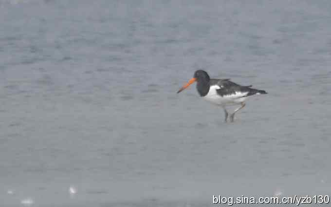 北戴河的红嘴鹬(组图) 北戴河的红嘴鹬(组图)