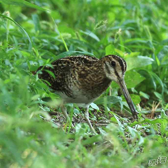 圆明园&nbsp;wbr路&nbsp;wbr终于打到了这只鸟