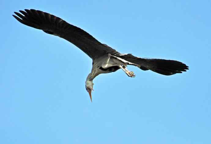 苍鹭（2011年4月）