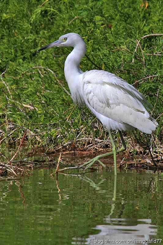 白色的小蓝鹭