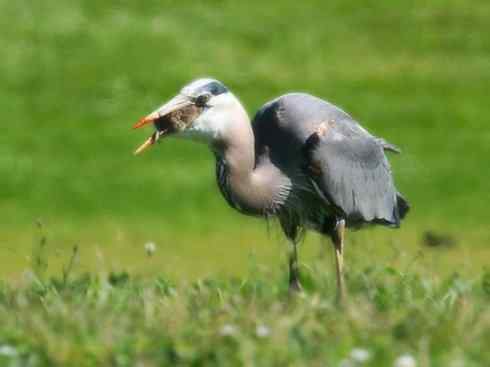 天生猎手：非猛禽类猎手之六（重量级的杀手——大型鹭鸟）