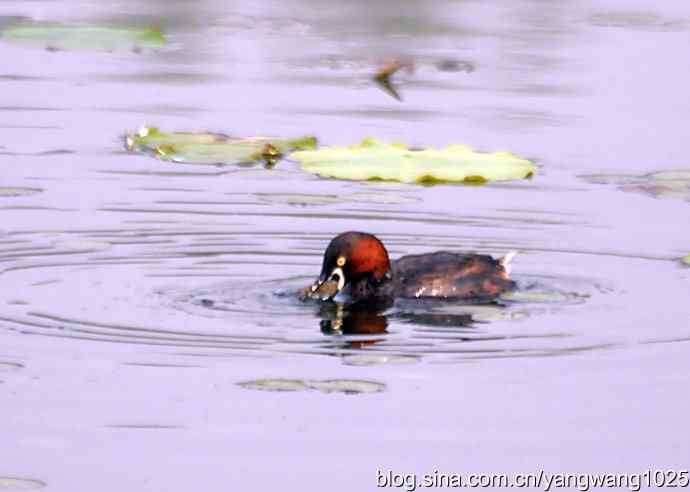 早餐 wbr鈥斺斝t捕鱼纪实