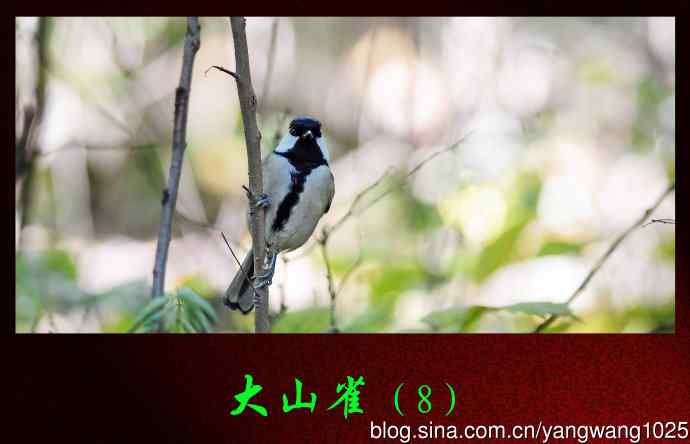 大山雀（8）