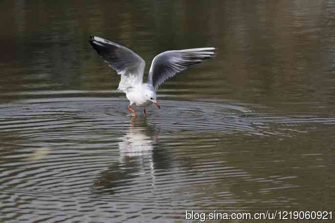 红嘴鸥（4）