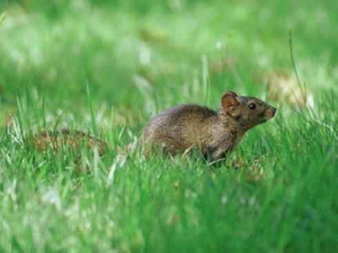 动物世界：山寨还是原创之七