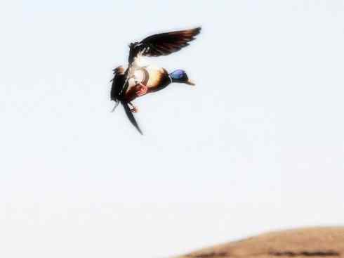 雁鸭之最之四（奥克兰鸭、山蓝鸭、绿头鸭）