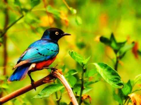 美丽无罪：雀鸟之辉椋鸟