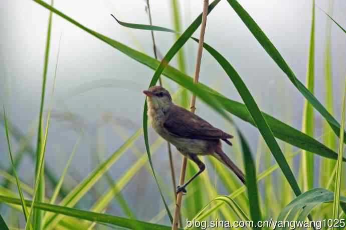 捉虫育雏的东方大苇莺（2）