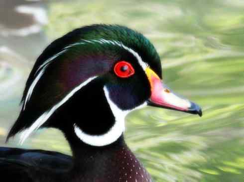 欣赏：美丽的栖鸭2