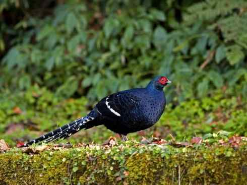 凤凰：传说的鸟原型探秘（雉鸡）