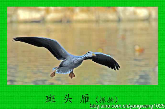 斑头雁（抓拍）