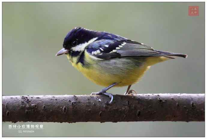 几张黄腹山雀