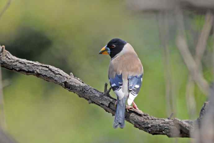 雄性黑尾蜡嘴雀（3）