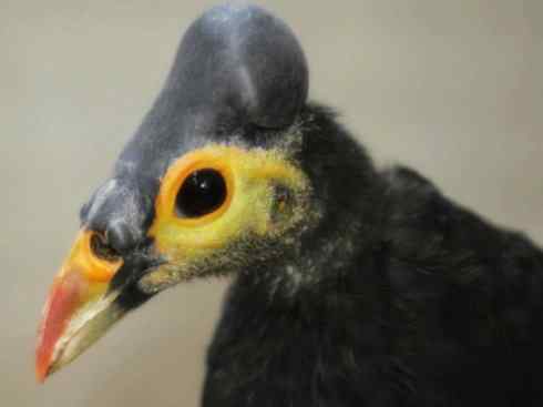 奇特的盔:苏拉冢雉