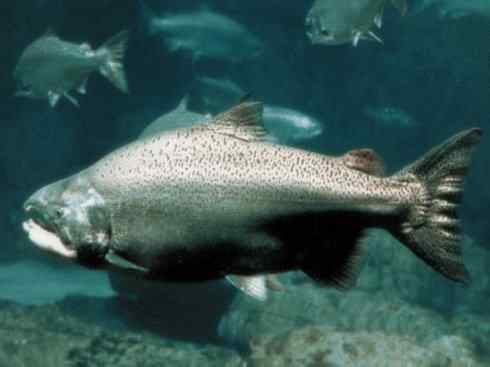 自然奇观：动物大迁徙(大马哈鱼)