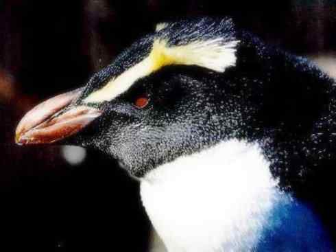鸟类之最:巴布亚企鹅