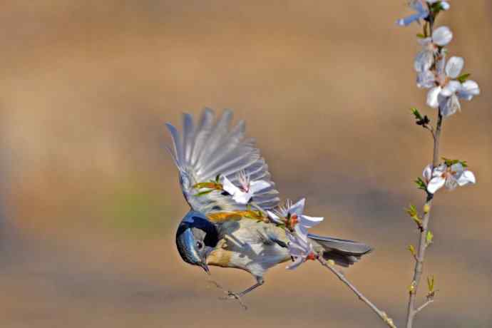 雄性红胁蓝尾鸲（6）