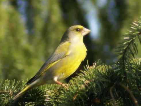 家禽驯化之源之三十二