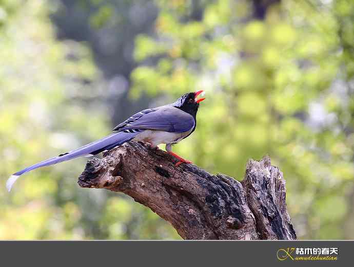 休闲拍鸟之二:红嘴蓝鹊 休闲拍鸟之二:红嘴蓝鹊