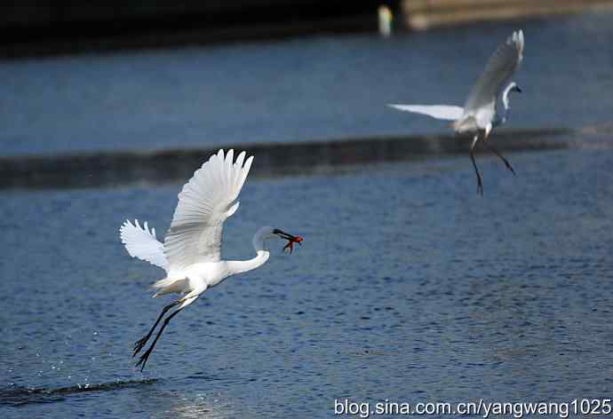 飞(白鹭)2 飞(白鹭)2