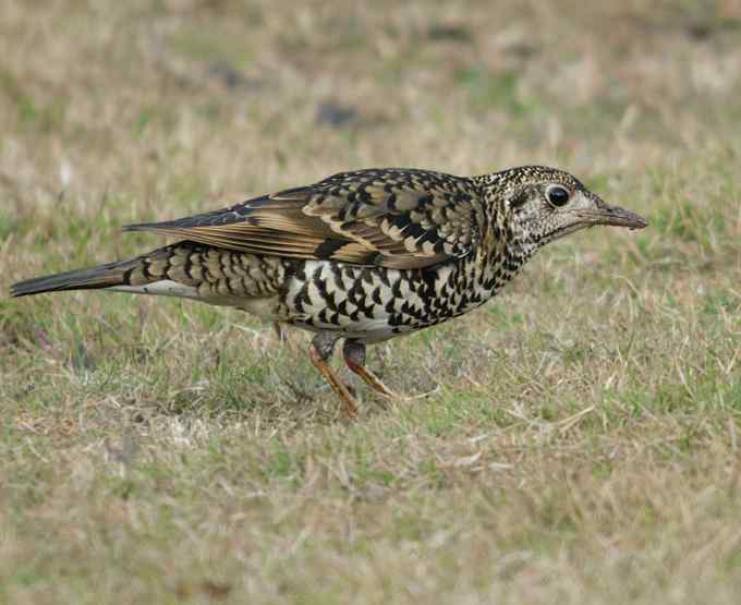 深圳拍鸟新纪录(4)鈥斺敾叩仞矗ㄗ橥迹 深圳拍鸟新纪录(4)鈥斺敾叩仞矗ㄗ橥迹