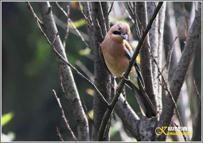 八哥&bull;松鸦【照片】
