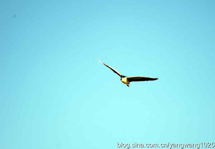 只有一只夜鹭（奥林匹克公园纪实）