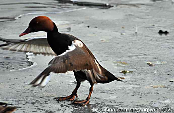 冰上舞蹈（白天鹅、赤麻鸭）