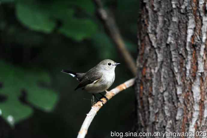 红喉姬鹟（19）