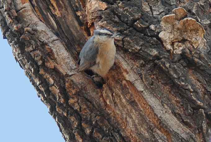 三只小鸟 wbr满园春色