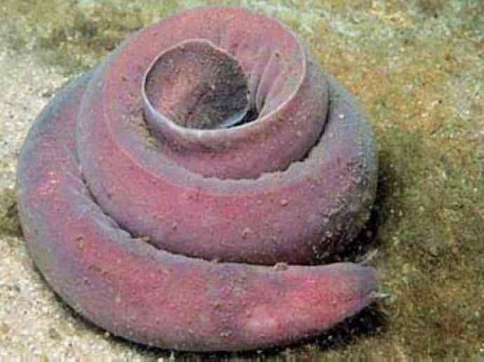 鱼类活化石:盲鳗 鱼类活化石:盲鳗